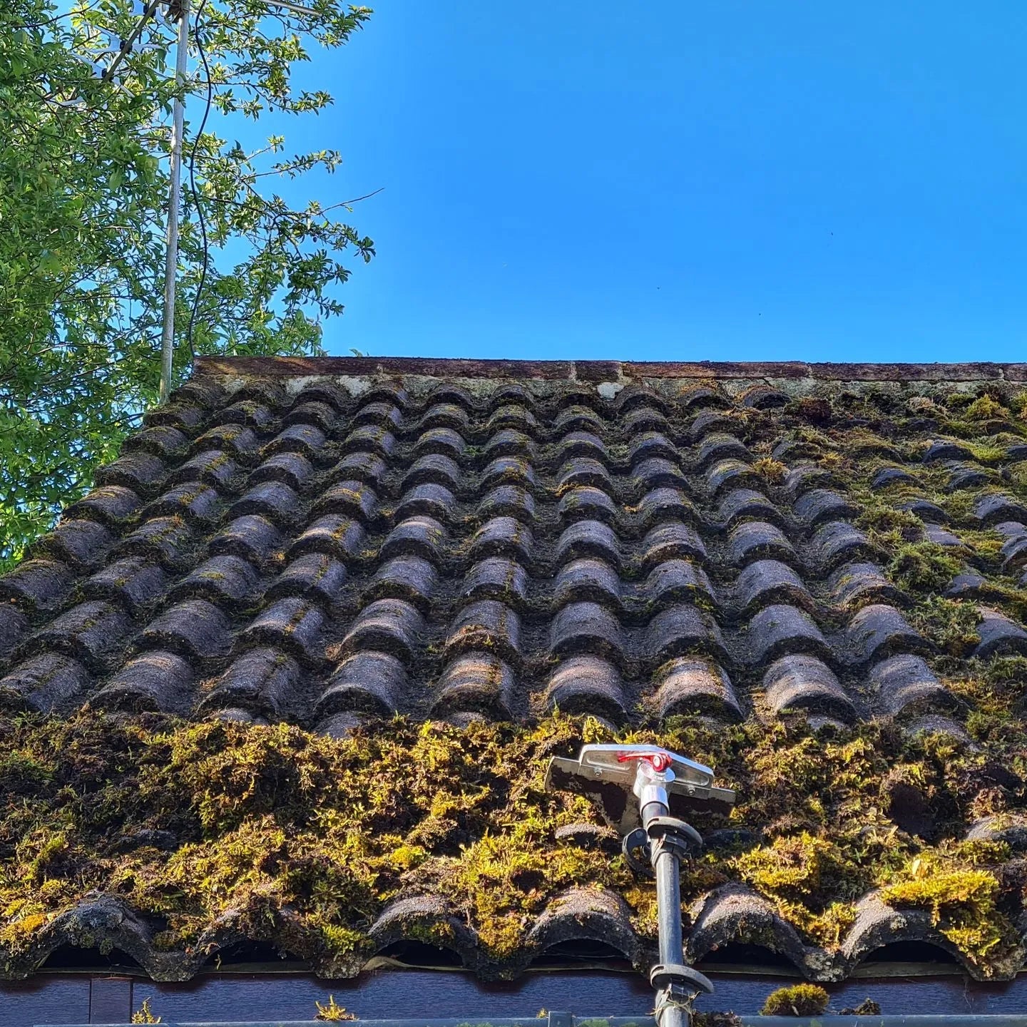 Roof Moss Removal (Light to Moderate)